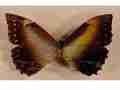 Morpho sp Gynandromorph (Internet Image property of respective owner, non-commercial use only)